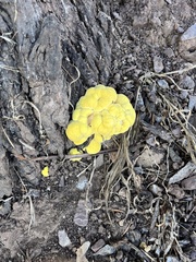 Laetiporus gilbertsonii
