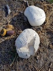 Lycoperdaceae