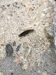 Euborellia annulipes