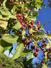 Euonymus