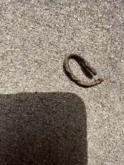 Lumbricus terrestris