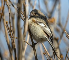 Carpodacus sibiricus