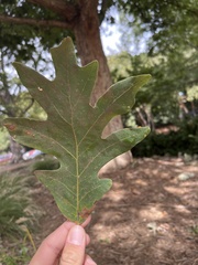 Quercus alba