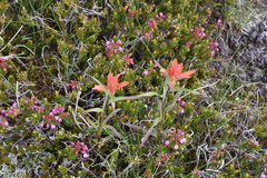 Phyllodoce empetriformis