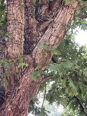 Quercus alba