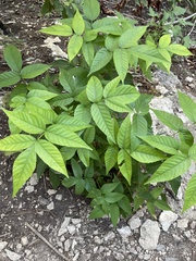 Ungnadia speciosa