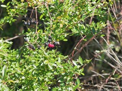 Vaccinium myrsinites