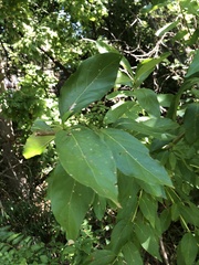 Cephalanthus occidentalis