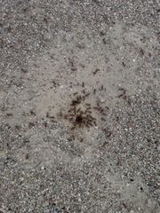 Pogonomyrmex barbatus