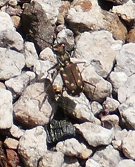 Cicindela sedecimpunctata