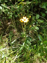 Coreopsis