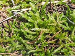 Brachythecium albicans