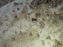 Pogonomyrmex barbatus