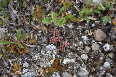 Sedum lanceolatum