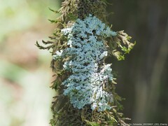 Heterodermia albicans