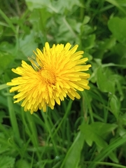 Taraxacum officinale