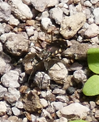 Cicindela sedecimpunctata