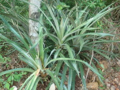 Bromelia