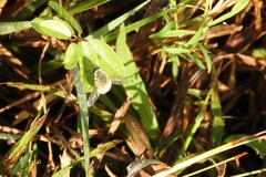 Systoechus candidulus