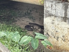 Lutrogale perspicillata