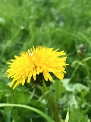 Taraxacum officinale