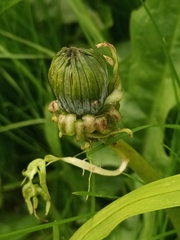 Taraxacum officinale