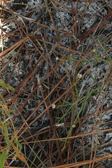 Euphorbia polyphylla