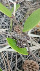 Physalaemus cuvieri