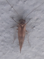 Psocidae