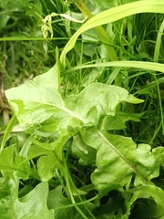 Taraxacum officinale