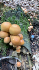 Kuehneromyces mutabilis