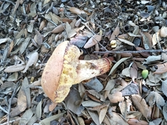 Xerocomellus dryophilus