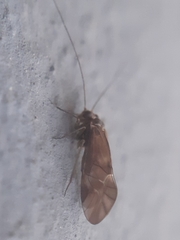 Psocidae