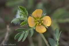 Kallstroemia parviflora