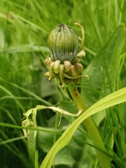 Taraxacum officinale