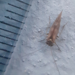 Psocidae