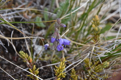 Polemonium pulcherrimum