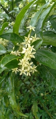 Cestrum