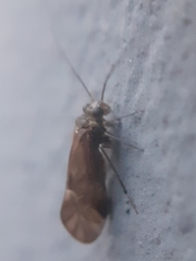 Psocidae