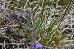 Polemonium pulcherrimum