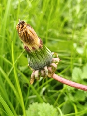 Taraxacum officinale