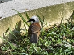 Garrulax leucolophus