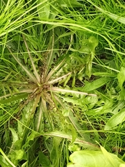 Taraxacum officinale