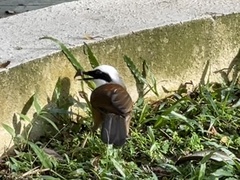 Garrulax leucolophus