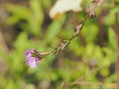 Agalinis heterophylla
