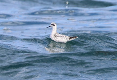 Phalaropus fulicarius