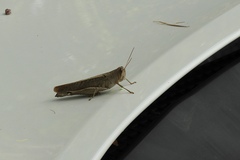 Schistocerca rubiginosa