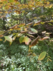 Carpinus