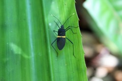 Leptoscelis nigripes