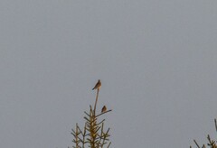 Turdus pilaris